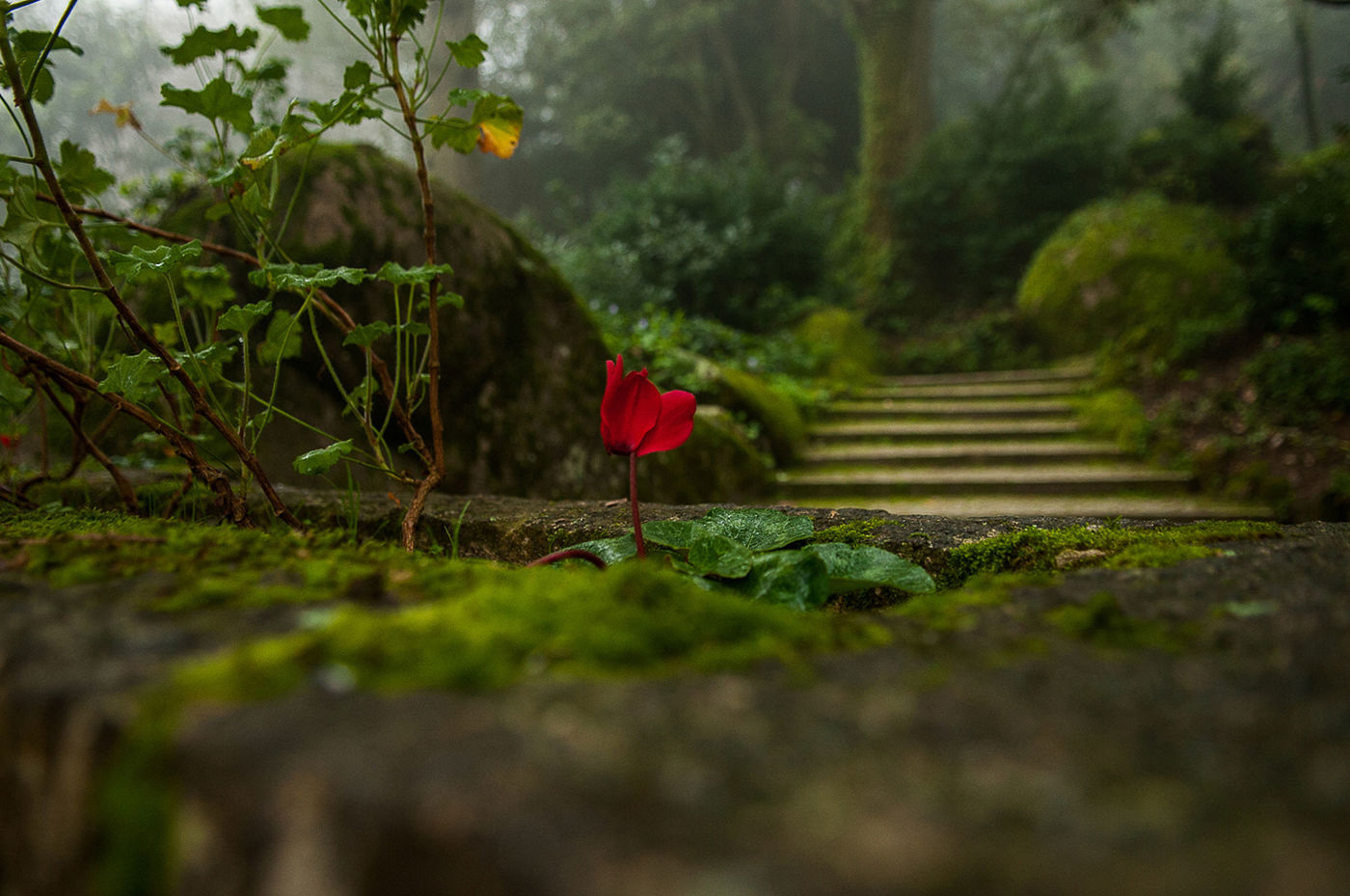 Foto Sessão fotográfica em Sintra Foto Sessão fotográfica em Sintra - Imagem 33